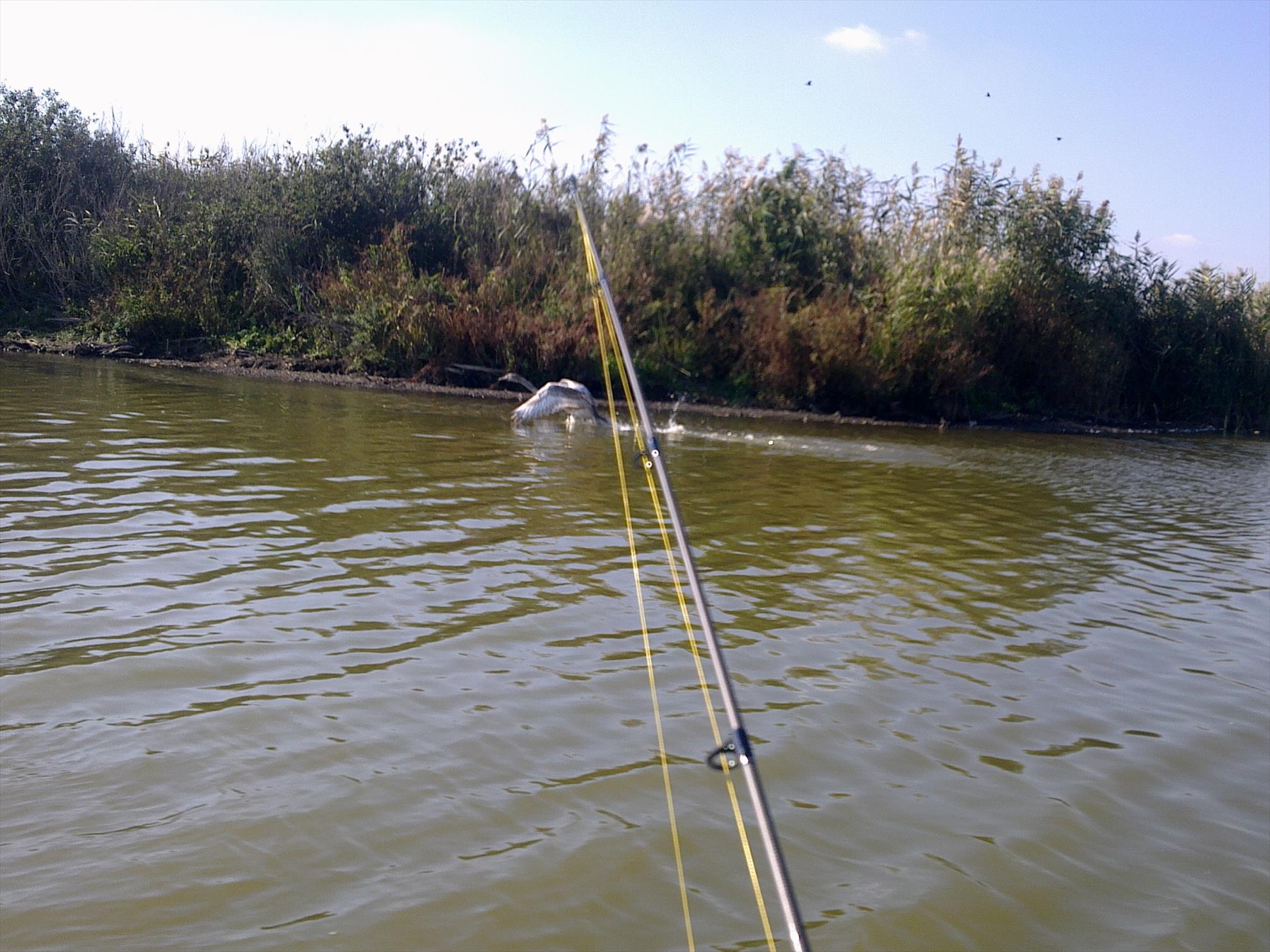 RAPITOR - 20102011531.jpg